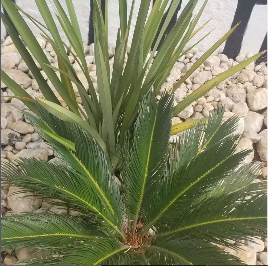 Landscaping services